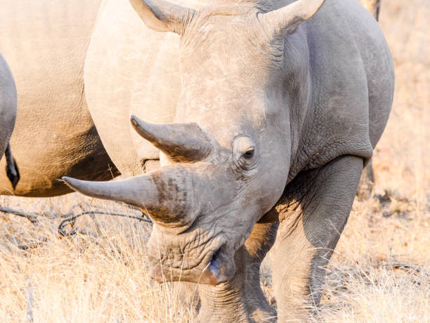 istock Queen of the African Bush 865129344