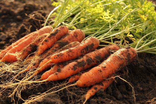 istock Freshly dug carrots field soil dirt 865129726