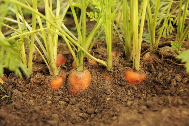 istock Carrots growing field soil dirt 865129882