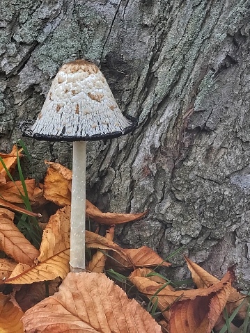 Shaggy ink cap ( Coprinus comatus ) mushroom in german forest