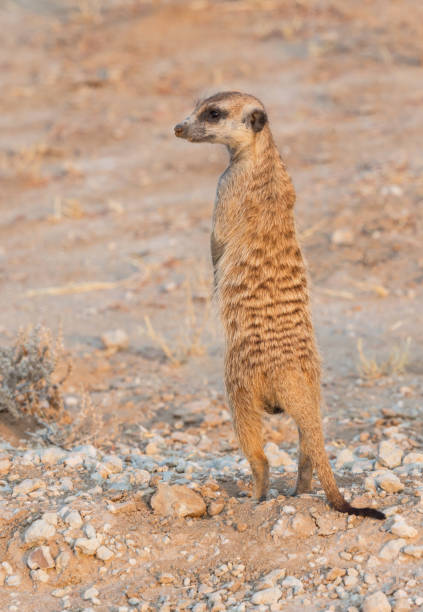 istock Meerkat in the Kalahari 865136678