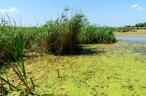 Green algae pollution on a surface of the lake