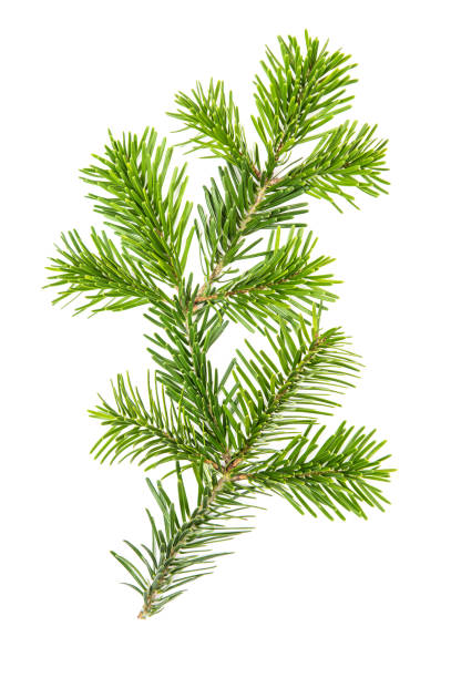 istock Spruce twigs Branch christmas tree isolated white background 865139676