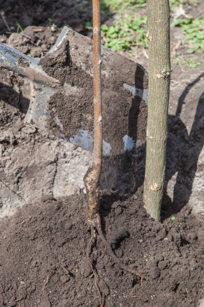 istock Planting seedlings in landing pit 865142992