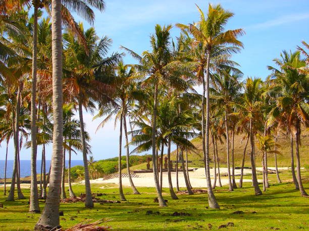 istock Anakena Beach and tropical palm trees pattern - Impressive Easter Island and dramatic coastline shore - Rapa Nui ancient civilization -  Idyllic pacific ocean at dramatic landscape panorama – Chile 865143536
