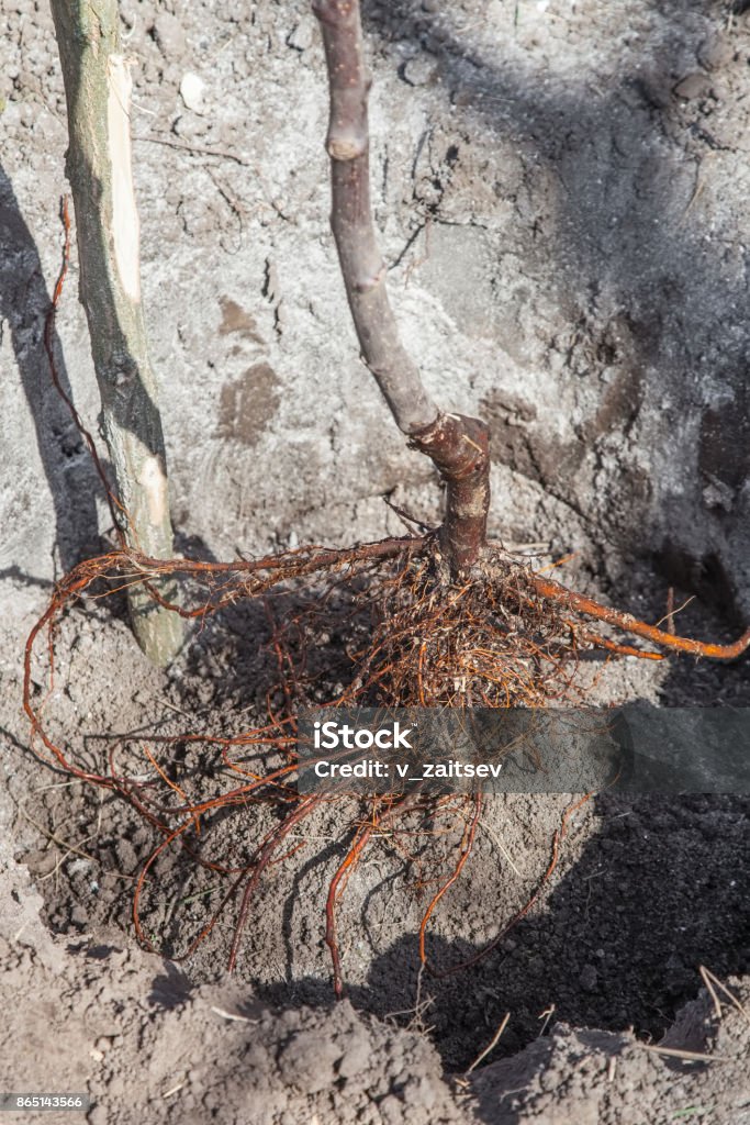 Planting seedlings in landing pit Planting fruit tree saplings in landing pit outdoors closeup, roots of seedlings in a hole close up, step by step guide Agricultural Occupation Stock Photo