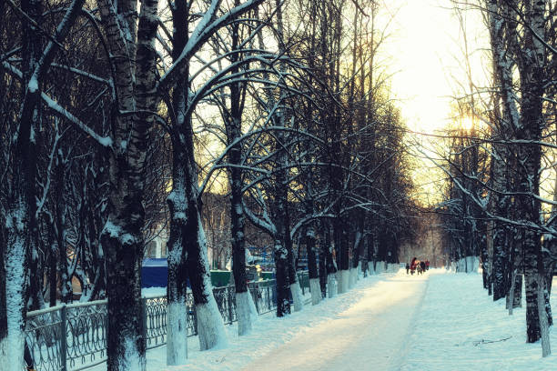 istock Alley trees walkway winter 865146214
