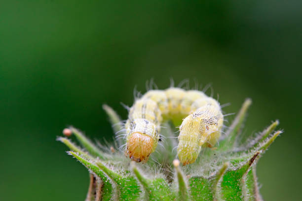 istock butterfly larvae on abutilon fruit, closeup of photo 865149118