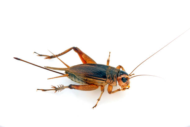 istock cricket in a white background, closeup of photo 865149202