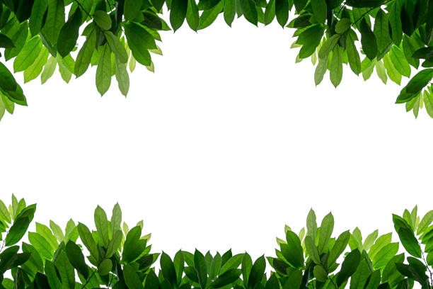 istock Fresh green leaves frame isolated white background 865149892