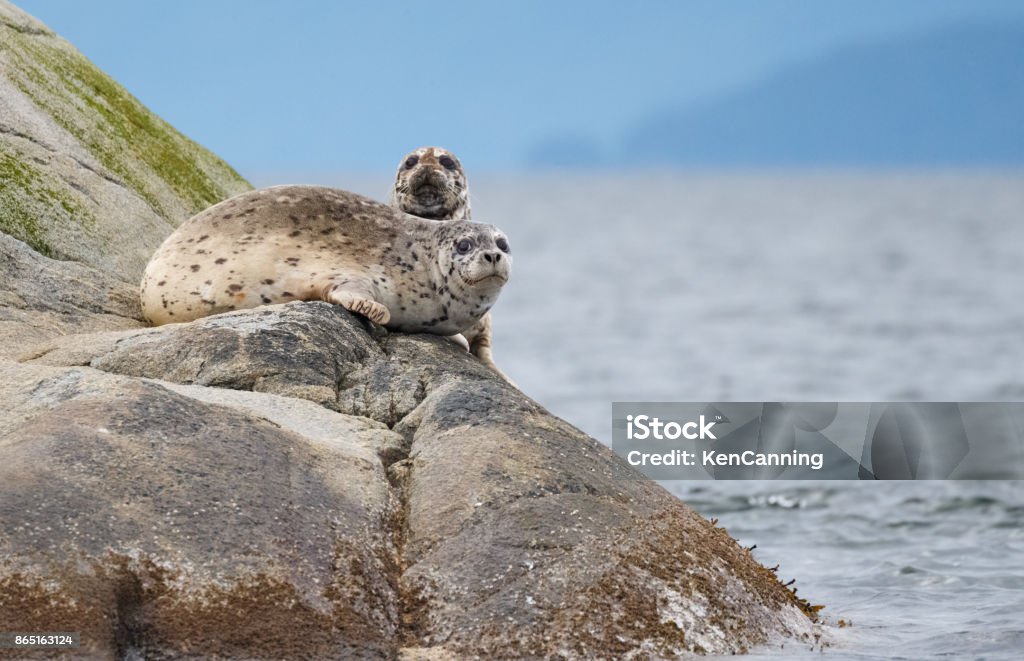 Harbor Seals Basking on A Rocky Island in the Ocean Harbor Seals Harbor Seal Stock Photo