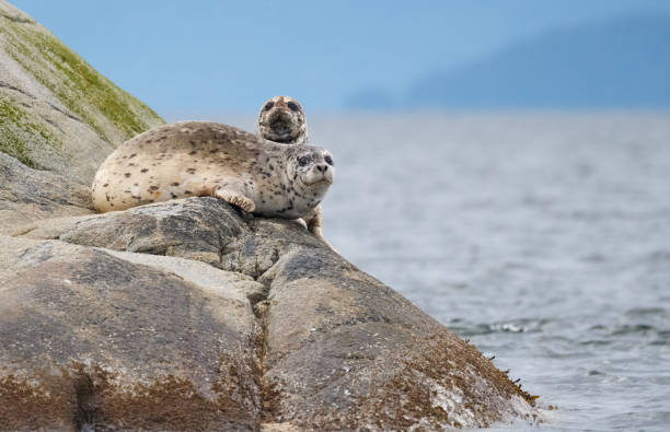 Harbor Seals Basking on A Rocky Island in the Ocean stock photo
