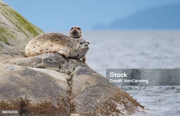Harbor Seals Basking On A Rocky Island In The Ocean Stock Photo - Download Image Now