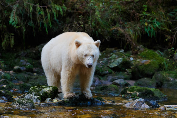 istock Kermode (Spirit) Bear hunting for salmon in Canada's Great Bear Rainforest 865163150