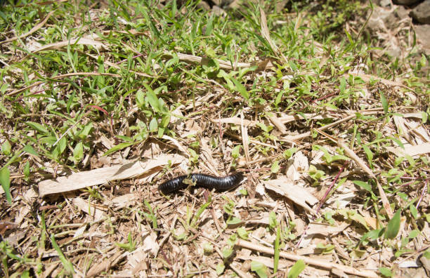 Giant African Millipede Giant African Millipede in the native tropical rainforest of Suva, Fiji giant african millipede stock pictures, royalty-free photos & images