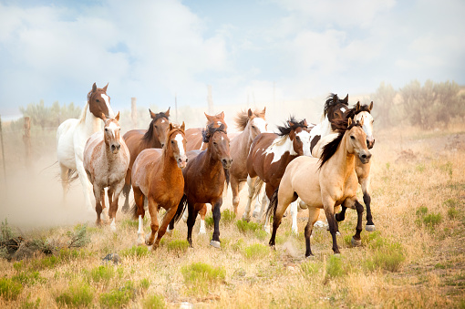 Eleven Horses, Running together in the mountains.  White, brown, painted, dapple grey and buckskin horses all in a herd running to some unknown destination.