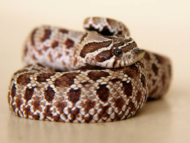 istock Snake: pensive, sad, frightened, or surprised... 865177314