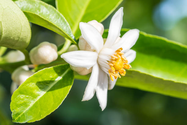 istock Beautiful lime flowers, lemon blossom on tree. 865182568