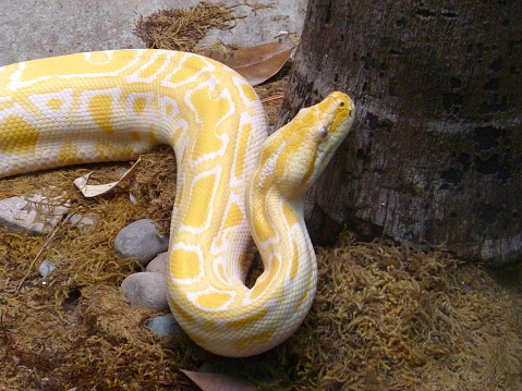 Albino specimen of burmese python snake from south east asia