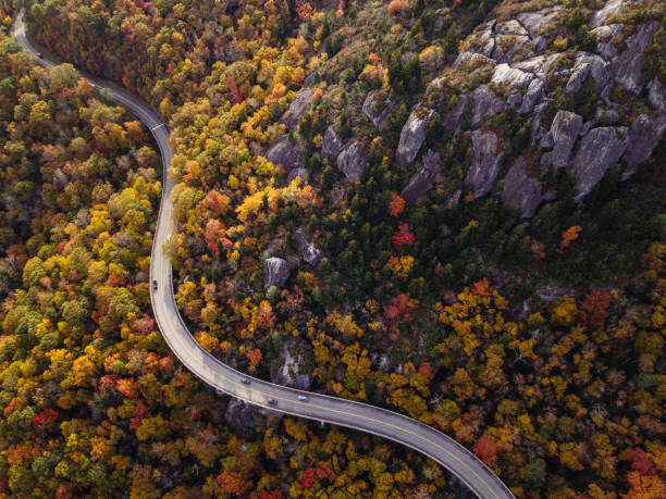 istock Road through forest with cars 865192840