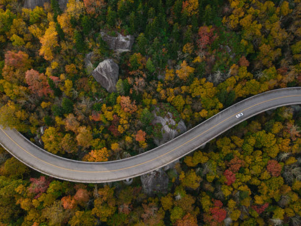 istock Road through forest with cars 865192852