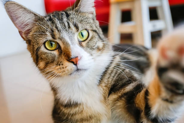 istock Close up of a Cat  looking up at Camera 865193698