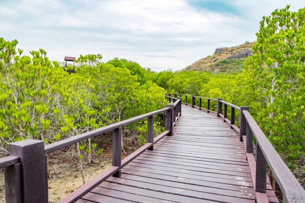 istock Wood boardwalk between Mangrove forest and blue sky ,Study natural trails,aerial view 865200582