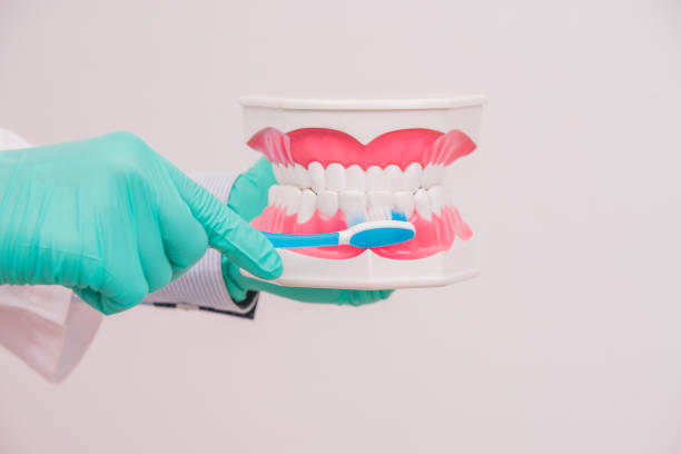 istock dentist holding dental model or tooth model with toothbrush for demonstration 865203050