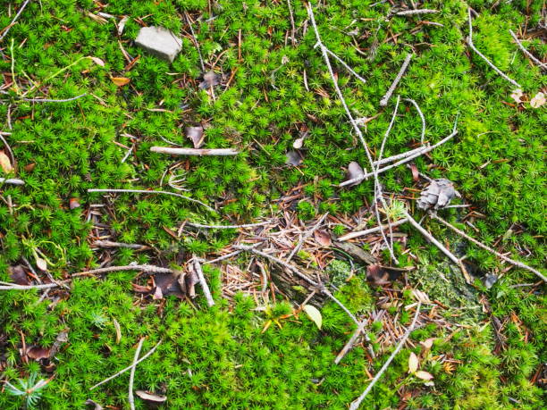 istock Fullframe shot of moss and grass in forest 865203266
