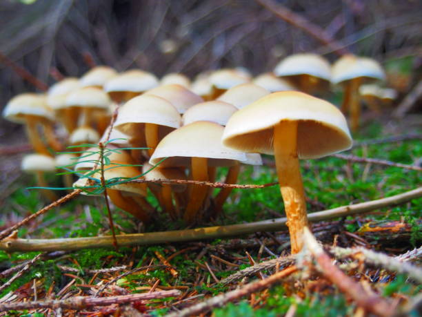 istock Close up mushroom in forest 865203288