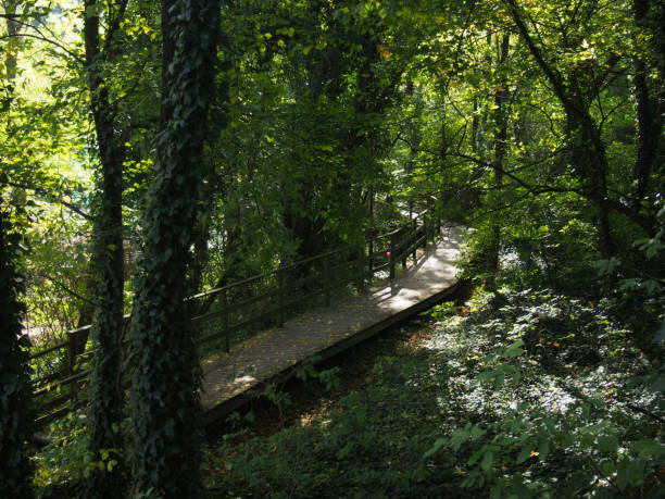 istock Foot path in forest withou people 865203298