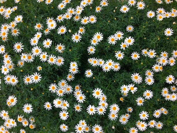 Beautiful fully bloomed daisy flower field background