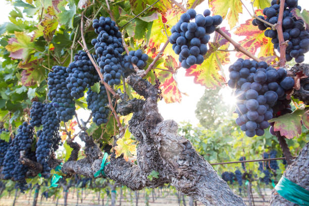 ripe grape clusters on the vine. a vineyard ready for harvest. - agriculture purple vine grape leaf imagens e fotografias de stock