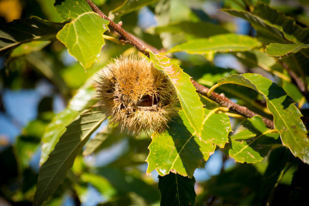 istock chestnut tree in the mountains on blue sky background 865215436
