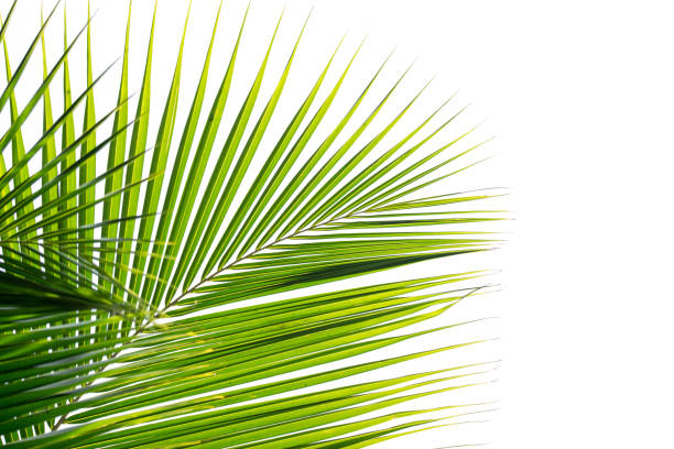 istock palm coconut leaves isolated on white background 865220938