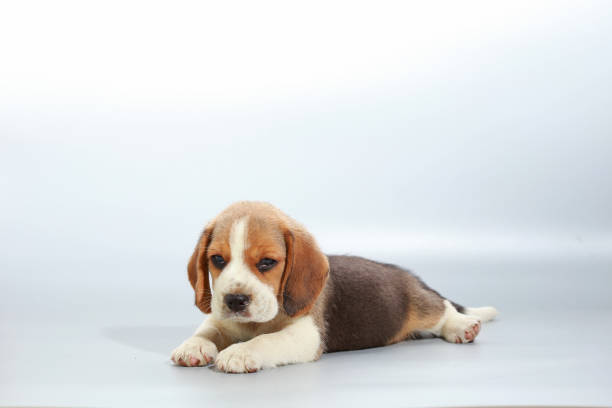 istock 1 month pure breed beagle Puppy on gray screen 865223316