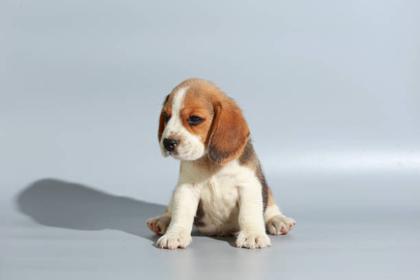 istock 1 month pure breed beagle Puppy on gray screen 865223434