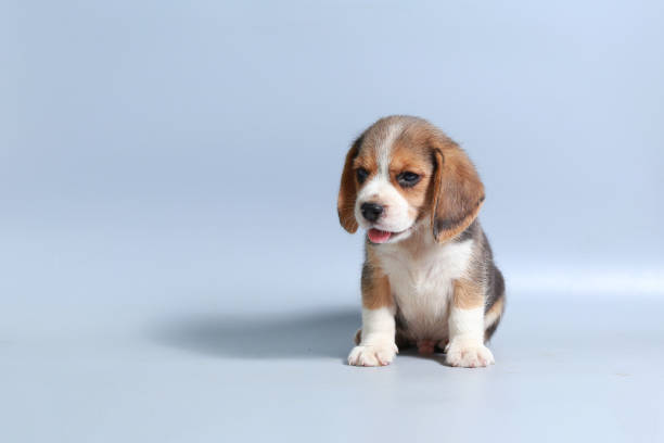 istock 1 month pure breed beagle Puppy on gray screen 865223532