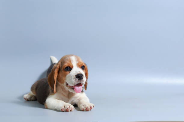 istock 1 month pure breed beagle Puppy on gray screen 865223562