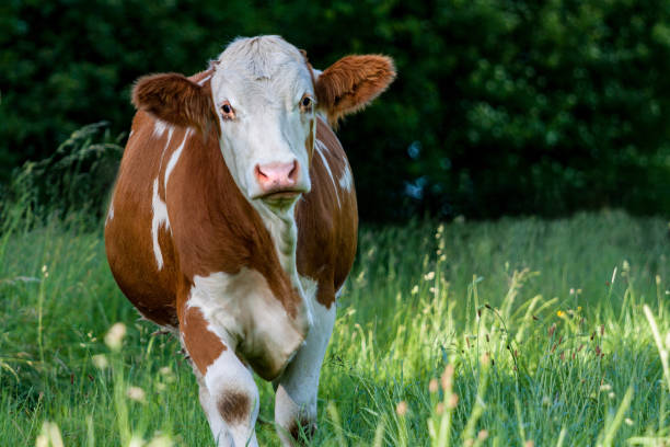 Simmental cow a dreamy Simmental cow on pasture (german "Fleckvieh") mandragora stock pictures, royalty-free photos & images