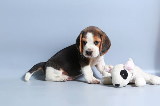 istock 1 month pure breed beagle Puppy on gray screen 865223678