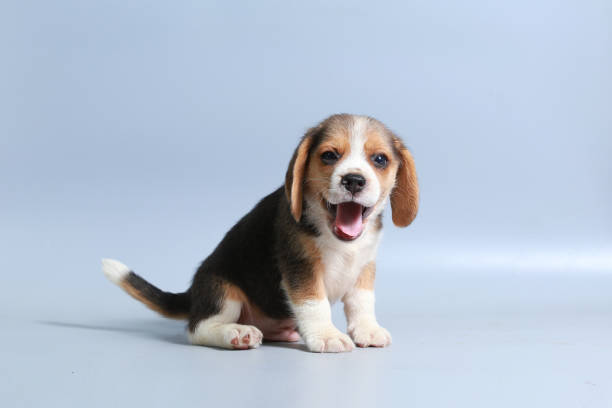 istock 1 month pure breed beagle Puppy on gray screen 865223730