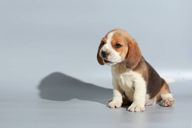 istock 1 month pure breed beagle Puppy on gray screen 865223760