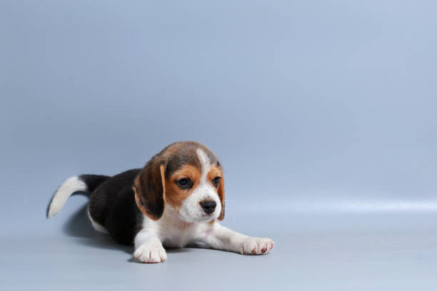 istock 1 month pure breed beagle Puppy on gray screen 865223812