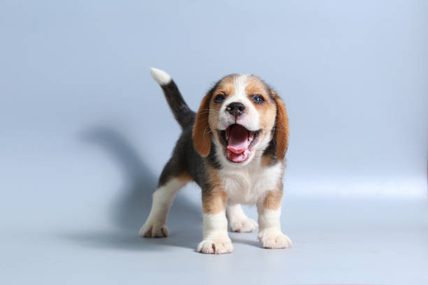 1 mês de puro raça beagle cachorrinho na tela cinza - m3 - fotografias e filmes do acervo