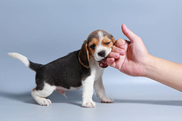istock 1 month pure breed beagle Puppy on gray screen 865223998