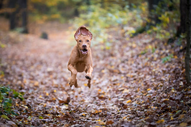 istock Hungarian hound pointer dog in autumn time 865224028