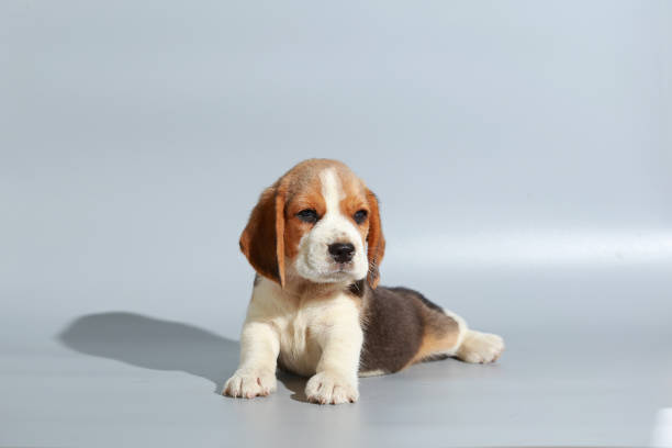 istock 1 month pure breed beagle Puppy on gray screen 865224142