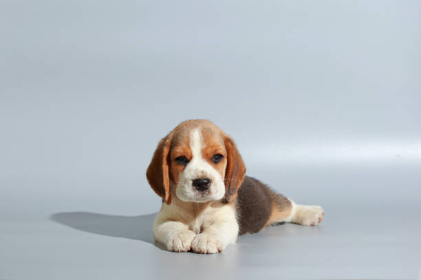 istock 1 month pure breed beagle Puppy on gray screen 865224162