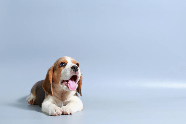 istock 1 month pure breed beagle Puppy on gray screen 865226318